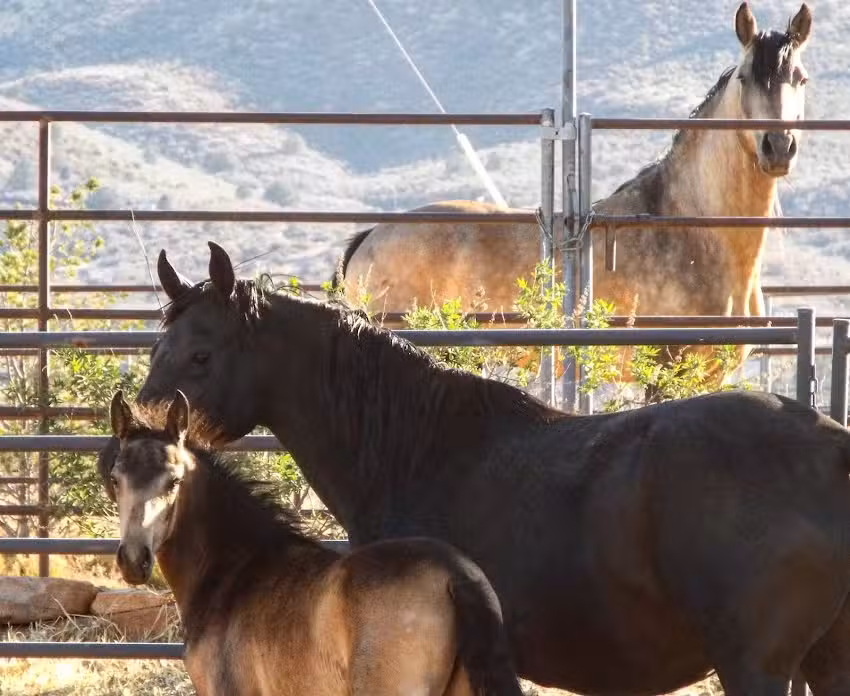 Proven Spots Ranch