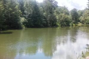 PuraVida Vacation Rentals