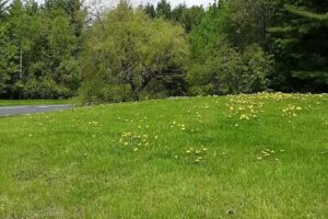 Randolph Information Center
