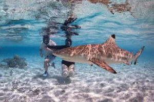 Rawhide Travel & Tours Inc