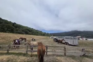 Redwood Creek Buckarettes