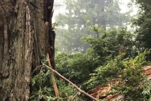 Redwood Sightseeing Tours