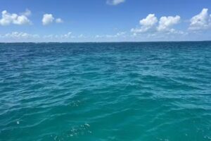 Reef Roamer Catamaran Snorkel Sail