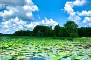 Reelfoot Lake Tourism Council