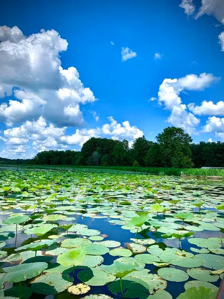 Reelfoot Lake Tourism Council