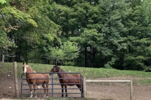 Reinbow Riding Center