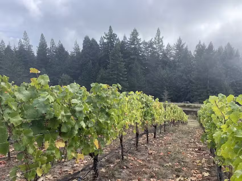 Rendezvous Wine Tours & Experiences