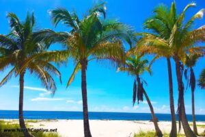 Resort Properties Internationale LLC