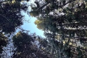 Resort Quest International Inc