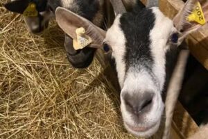 Ridge and Valley Hospitality