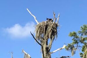 River View Swamp Tours