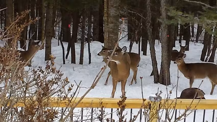 Robie&rsquo;s Cabins Pittsburg NH