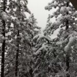 Royal Aloha Vacation Club