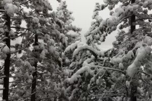 Royal Aloha Vacation Club