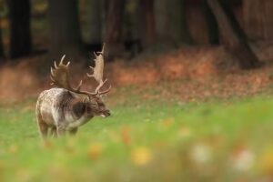 Royal Safari Company