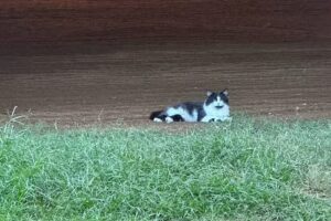 RTL All Equestrian Center LLC