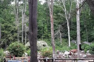 Ruggiero’s Public Horseback Riding and Log Cabin Rentals