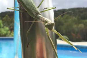 Rush Resort Luxury Lodging