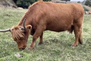 Russian River Escapes Vacation Rental