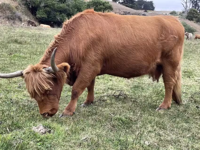 Russian River Escapes Vacation Rental