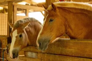 Ruxton’s Ranch Rides