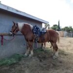 S&D Horseback Riding