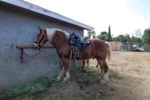 S&D Horseback Riding