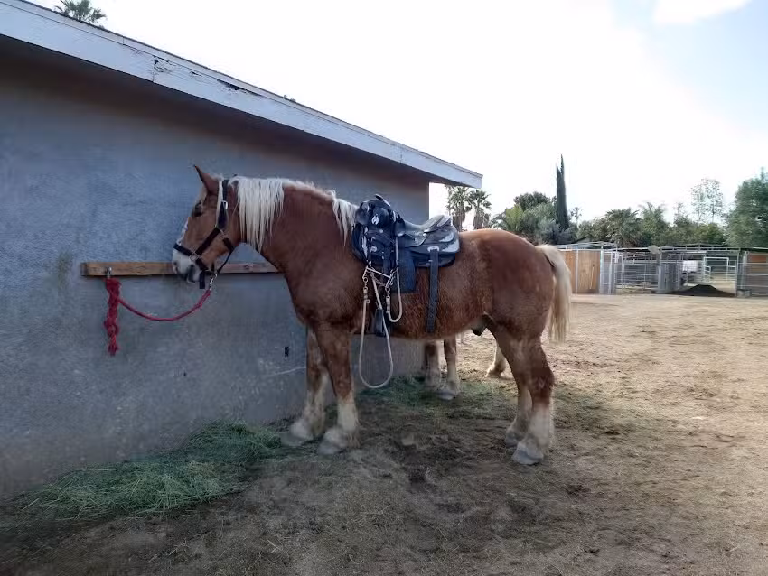 S&D Horseback Riding