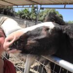 S&D HorseBack Riding