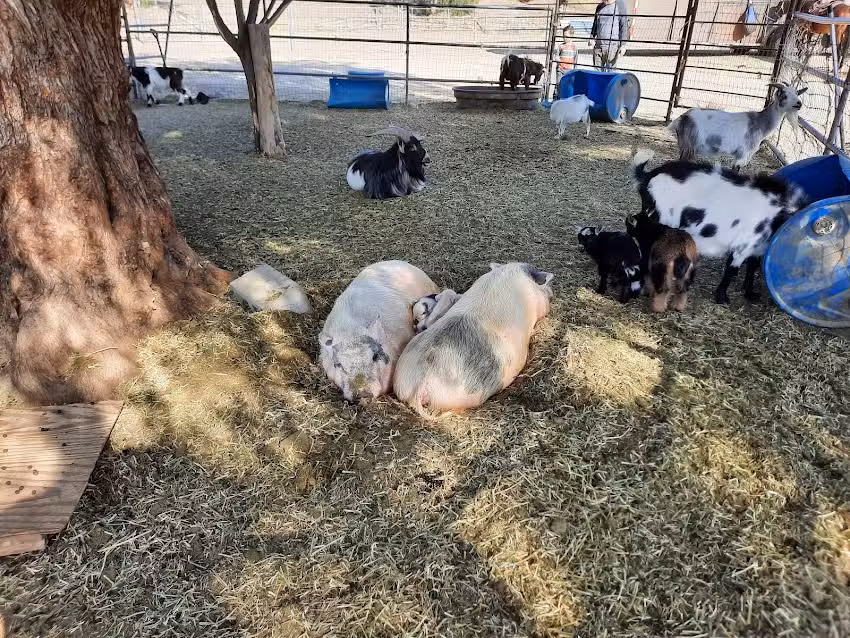 Saddle Up Wine Tours