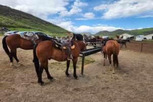 Saddleback Ranch – Horseback rides & Snowmobile Tours