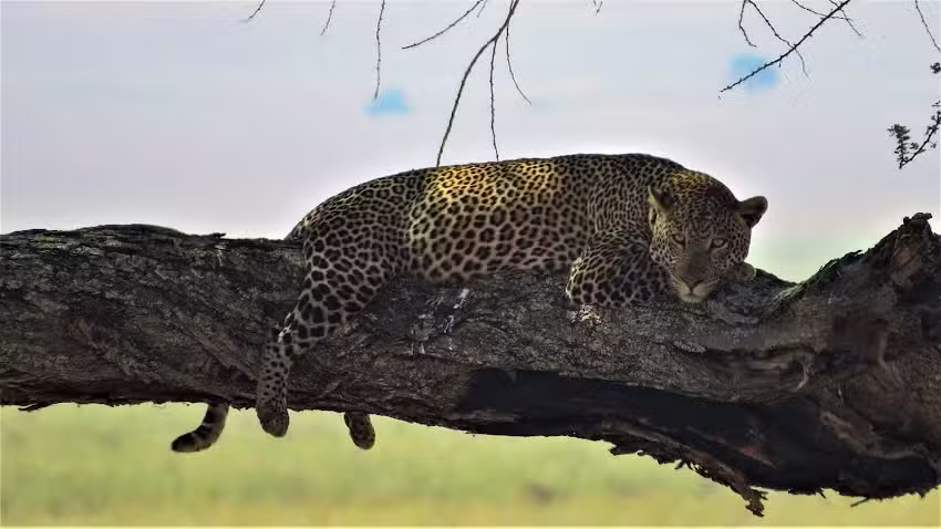 Safari Express Company