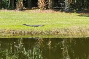 Salt marsh paddle tours