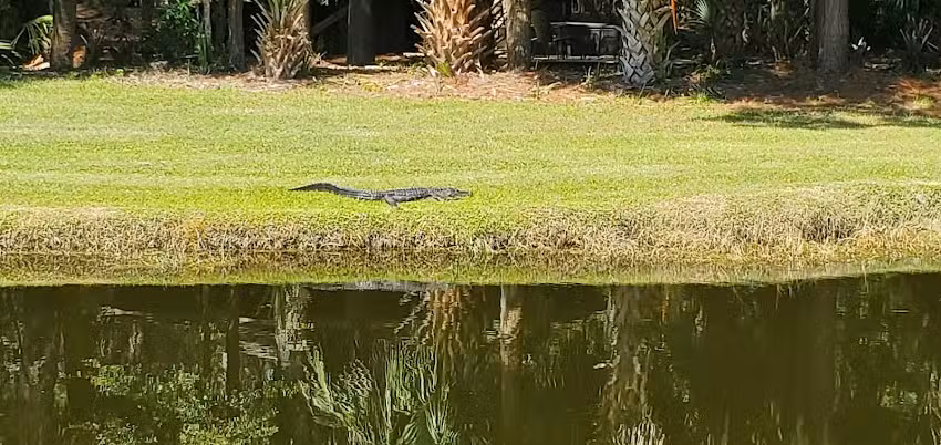 Salt marsh paddle tours
