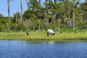 Saltwater Pony Tours