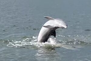 Salty Adventure Boat Tours