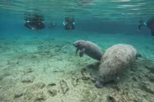 Salty Siren Tours – Swim With Manatees