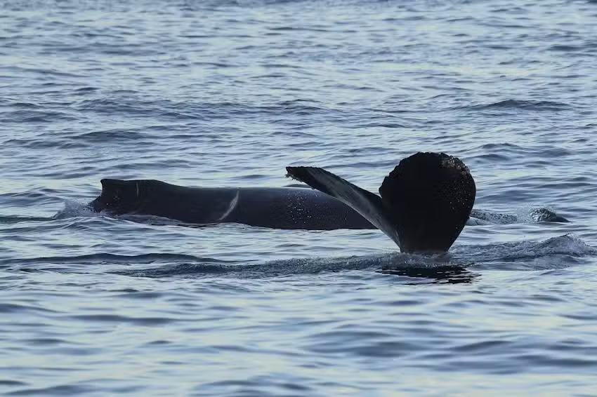 San Diego Whale Watch