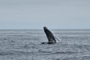 San Francisco Whale Tours