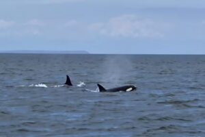 San Juan Excursions Whale & Wildlife Tours