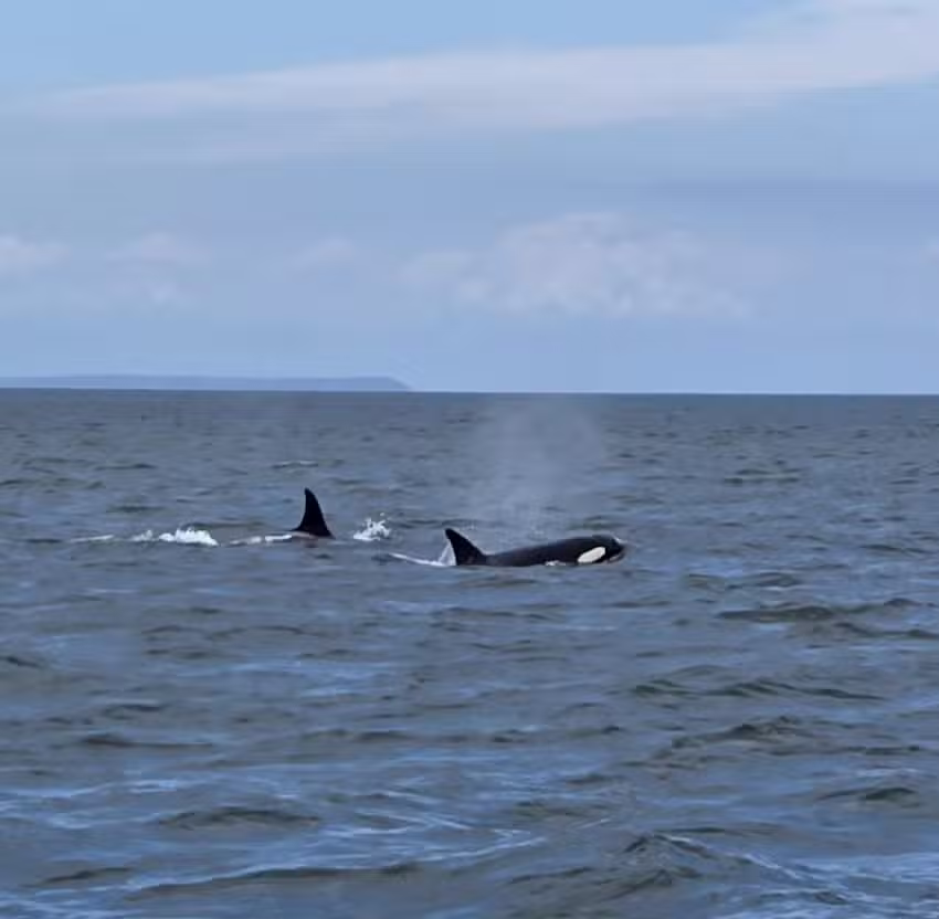 San Juan Excursions Whale & Wildlife Tours