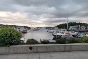 San Juan Safaris – Whale Watching