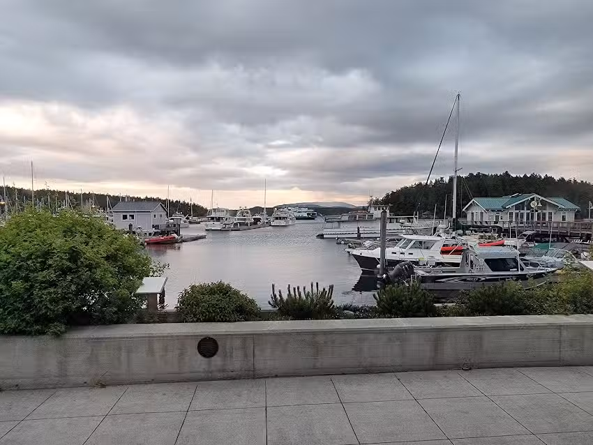 San Juan Safaris – Whale Watching