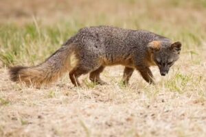 Santa Barbara Adventure Company