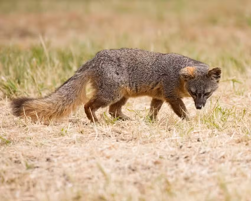 Santa Barbara Adventure Company