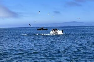 Santa Cruz Whale Watching