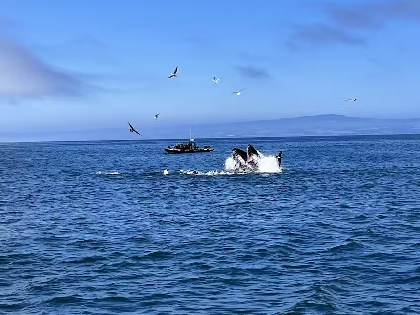 Santa Cruz Whale Watching