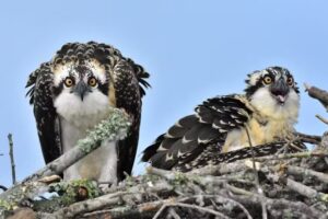 Santee Cooper Country Tourist Information Center