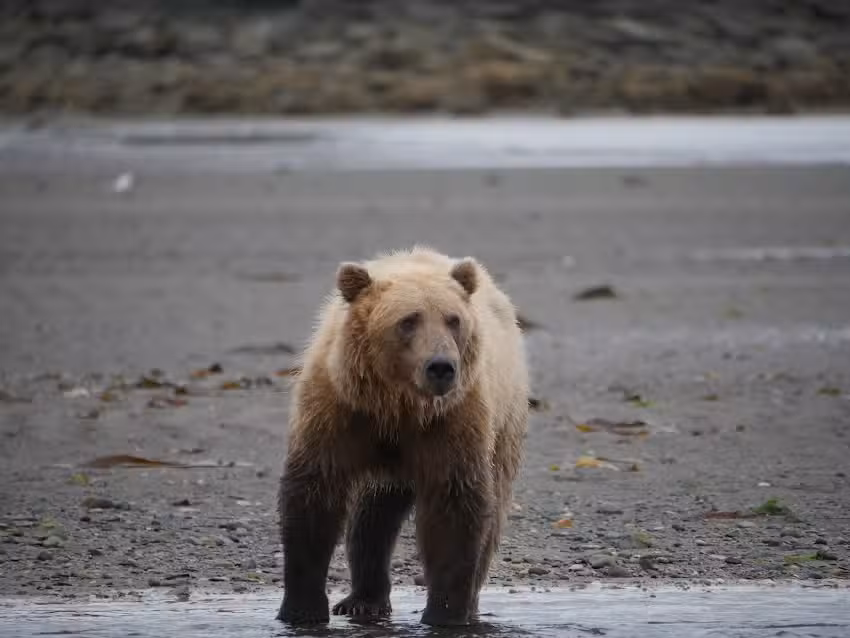 Sasquatch Alaska Adventure Co