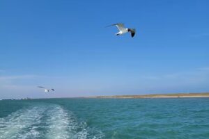 Scarlet Lady Dolphin Adventures